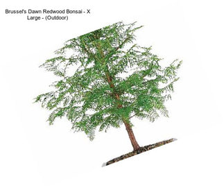 Brussel\'s Dawn Redwood Bonsai - X Large - (Outdoor)