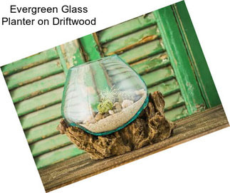 Evergreen Glass Planter on Driftwood
