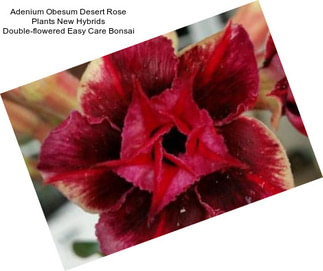 Adenium Obesum Desert Rose Plants New Hybrids Double-flowered Easy Care Bonsai