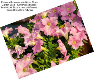 Petunia - Supercascade Series Flower Garden Seed - 1000 Pelleted Seeds - Blush Color Blooms - Annual Flowers - Single Grandiflora Petunias