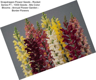 Snapdragon Flower Seeds - Rocket Series F1 - 1000 Seeds - Mix Color Blooms - Annual Flower Garden - Border Flowers