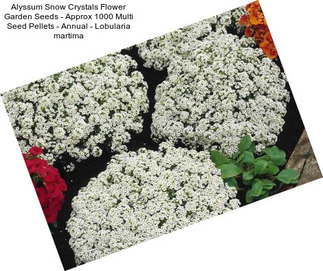 Alyssum Snow Crystals Flower Garden Seeds - Approx 1000 Multi Seed Pellets - Annual - Lobularia martima