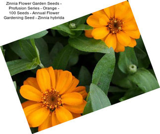 Zinnia Flower Garden Seeds - Profusion Series - Orange - 100 Seeds - Annual Flower Gardening Seed - Zinnia hybrida