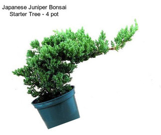 Japanese Juniper Bonsai Starter Tree - 4\