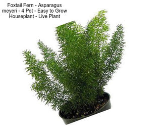 Foxtail Fern - Asparagus meyeri - 4\