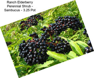 Ranch Elderberry Perennial Shrub - Sambucus - 3.25\