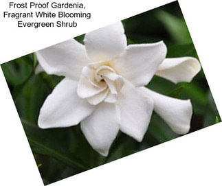 Frost Proof Gardenia, Fragrant White Blooming Evergreen Shrub