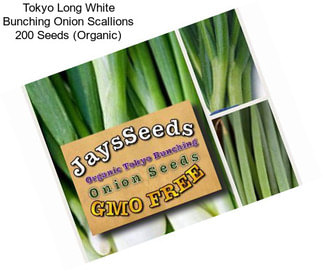 Tokyo Long White Bunching Onion Scallions 200 Seeds (Organic)