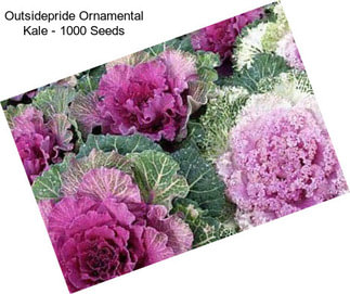 Outsidepride Ornamental Kale - 1000 Seeds