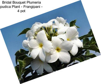 Bridal Bouquet Plumeria pudica Plant - Frangipani - 4\