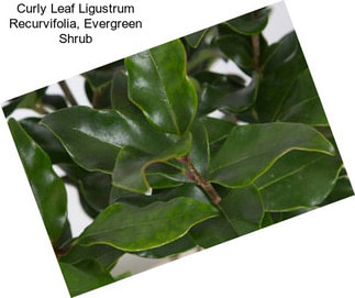 Curly Leaf Ligustrum Recurvifolia, Evergreen Shrub