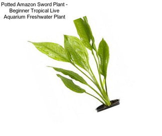 Potted Amazon Sword Plant - Beginner Tropical Live Aquarium Freshwater Plant