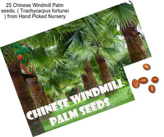 25 Chinese Windmill Palm seeds, ( Trachycarpus fortunei ) from Hand Picked Nursery