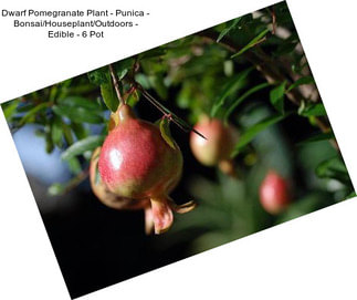 Dwarf Pomegranate Plant - Punica - Bonsai/Houseplant/Outdoors - Edible - 6\