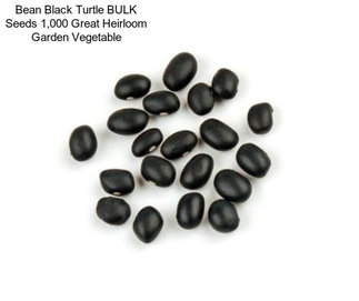 Bean Black Turtle BULK Seeds 1,000 Great Heirloom Garden Vegetable