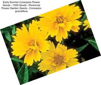 Early Sunrise Coreopsis Flower Seeds - 1000 Seeds - Perennial Flower Garden Seeds - Coreopsis grandiflora