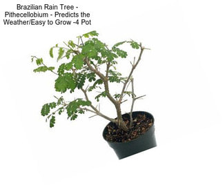 Brazilian Rain Tree - Pithecellobium - Predicts the Weather/Easy to Grow -4\