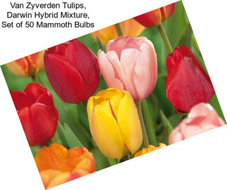 Van Zyverden Tulips, Darwin Hybrid Mixture, Set of 50 Mammoth Bulbs