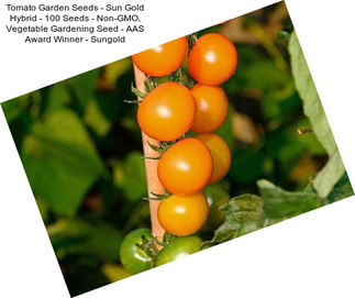 Tomato Garden Seeds - Sun Gold Hybrid - 100 Seeds - Non-GMO, Vegetable Gardening Seed - AAS Award Winner - Sungold