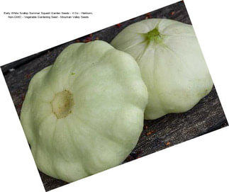 Early White Scallop Summer Squash Garden Seeds - 4 Oz - Heirloom, Non-GMO - Vegetable Gardening Seed - Mountain Valley Seeds