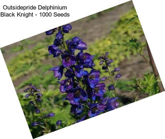 Outsidepride Delphinium Black Knight - 1000 Seeds