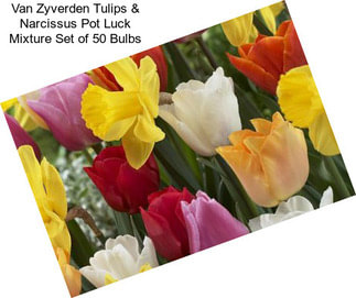 Van Zyverden Tulips & Narcissus Pot Luck Mixture Set of 50 Bulbs