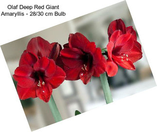 Olaf Deep Red Giant Amaryllis - 28/30 cm Bulb