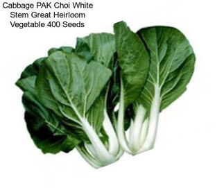 Cabbage PAK Choi White Stem Great Heirloom Vegetable 400 Seeds