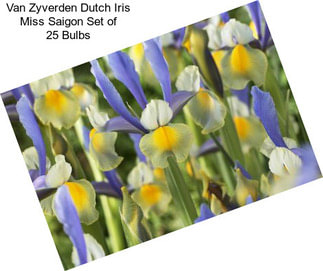 Van Zyverden Dutch Iris Miss Saigon Set of 25 Bulbs