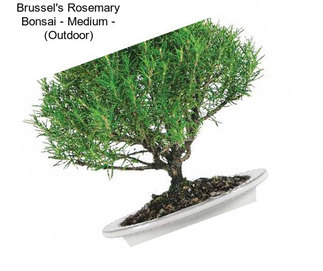 Brussel\'s Rosemary Bonsai - Medium - (Outdoor)