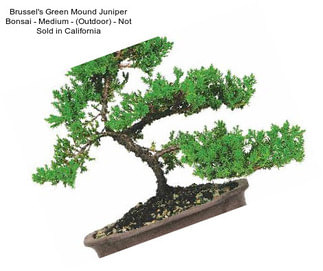 Brussel\'s Green Mound Juniper Bonsai - Medium - (Outdoor) - Not Sold in California