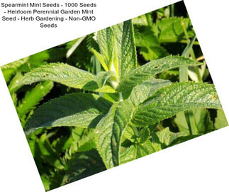 Spearmint Mint Seeds - 1000 Seeds - Heirloom Perennial Garden Mint Seed - Herb Gardening - Non-GMO Seeds