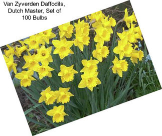 Van Zyverden Daffodils, Dutch Master, Set of 100 Bulbs