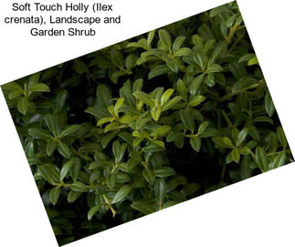 Soft Touch Holly (Ilex crenata), Landscape and Garden Shrub