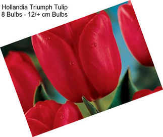 Hollandia Triumph Tulip 8 Bulbs - 12/+ cm Bulbs