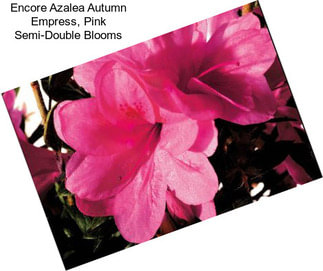 Encore Azalea Autumn Empress, Pink Semi-Double Blooms