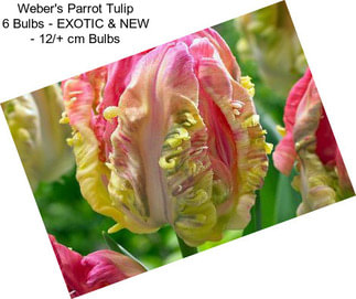 Weber\'s Parrot Tulip 6 Bulbs - EXOTIC & NEW - 12/+ cm Bulbs