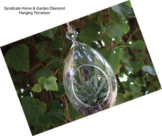 Syndicate Home & Garden Diamond Hanging Terrarium