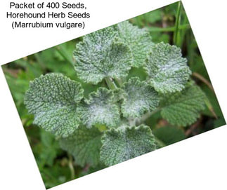 Packet of 400 Seeds, Horehound Herb Seeds (Marrubium vulgare)