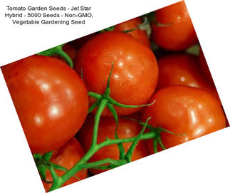 Tomato Garden Seeds - Jet Star Hybrid - 5000 Seeds - Non-GMO, Vegetable Gardening Seed