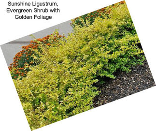 Sunshine Ligustrum, Evergreen Shrub with Golden Foliage