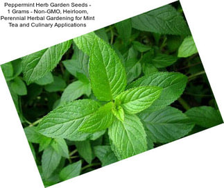 Peppermint Herb Garden Seeds - 1 Grams - Non-GMO, Heirloom, Perennial Herbal Gardening for Mint Tea and Culinary Applications
