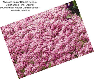 Alyssum Easter Bonnet Seeds - Color: Deep Pink - Approx 5000 Annual Flower Garden Seeds - Lobularia maritima