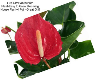 Fire Glow Anthurium Plant-Easy to Grow Blooming House Plant-4\