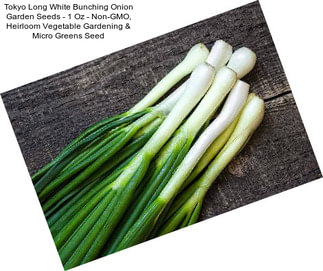 Tokyo Long White Bunching Onion Garden Seeds - 1 Oz - Non-GMO, Heirloom Vegetable Gardening & Micro Greens Seed