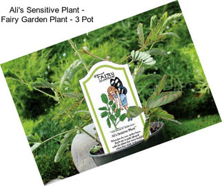 Ali\'s Sensitive Plant - Fairy Garden Plant - 3\