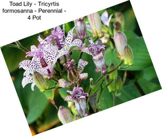 Toad Lily - Tricyrtis formosanna - Perennial - 4\