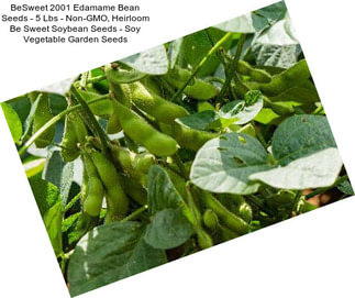 BeSweet 2001 Edamame Bean Seeds - 5 Lbs - Non-GMO, Heirloom Be Sweet Soybean Seeds - Soy Vegetable Garden Seeds