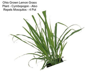 Ohio Grown Lemon Grass Plant - Cymbopogon - Also Repels Mosquitos - 4\