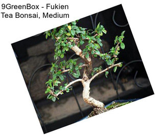 9GreenBox - Fukien Tea Bonsai, Medium